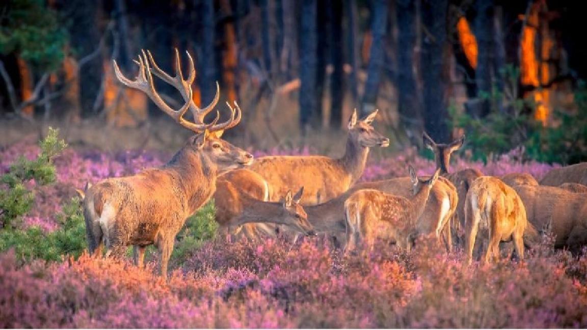 Sfeervol Chalet Op De Veluwe Putten Dış mekan fotoğraf